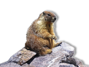 marmotta