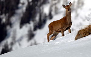 The Stelvio National Park