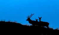 corso-di-natour-bio-watching-in-val-di-rabbi
